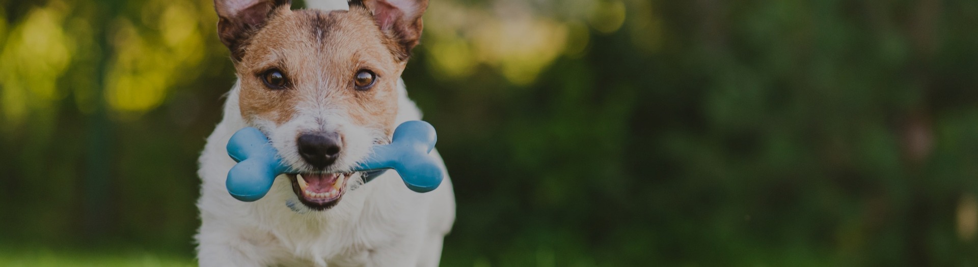 Adoptable Dogs