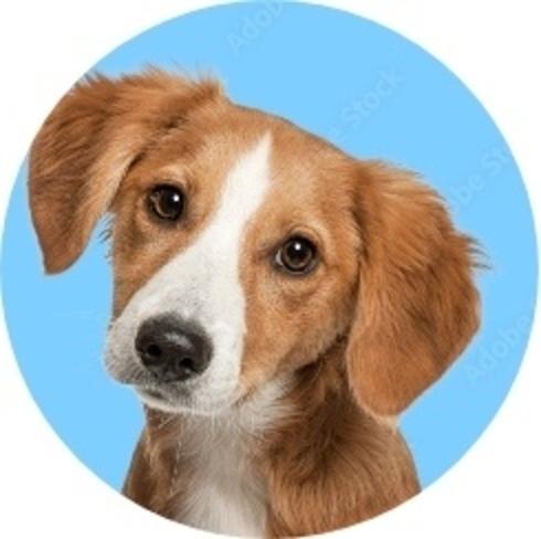 Puppy Adoption Fees