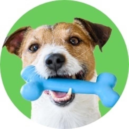 Dog Adoption Fees