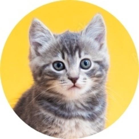 Kitten Adoption Fees
