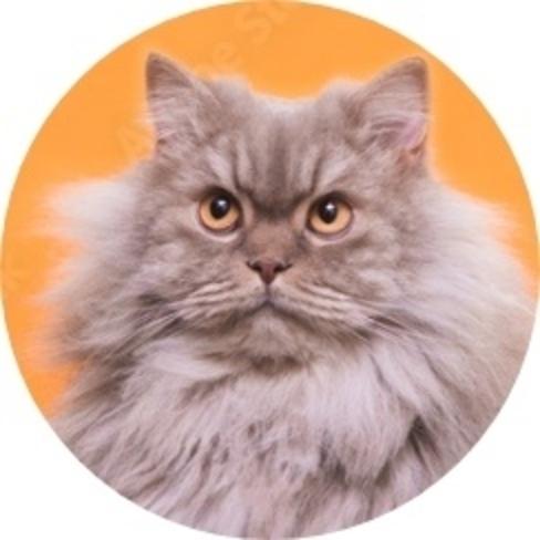 Cat Adoption Fees