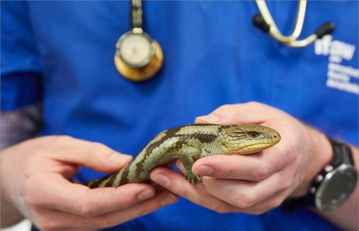 A pet lizard receiving a health check-up