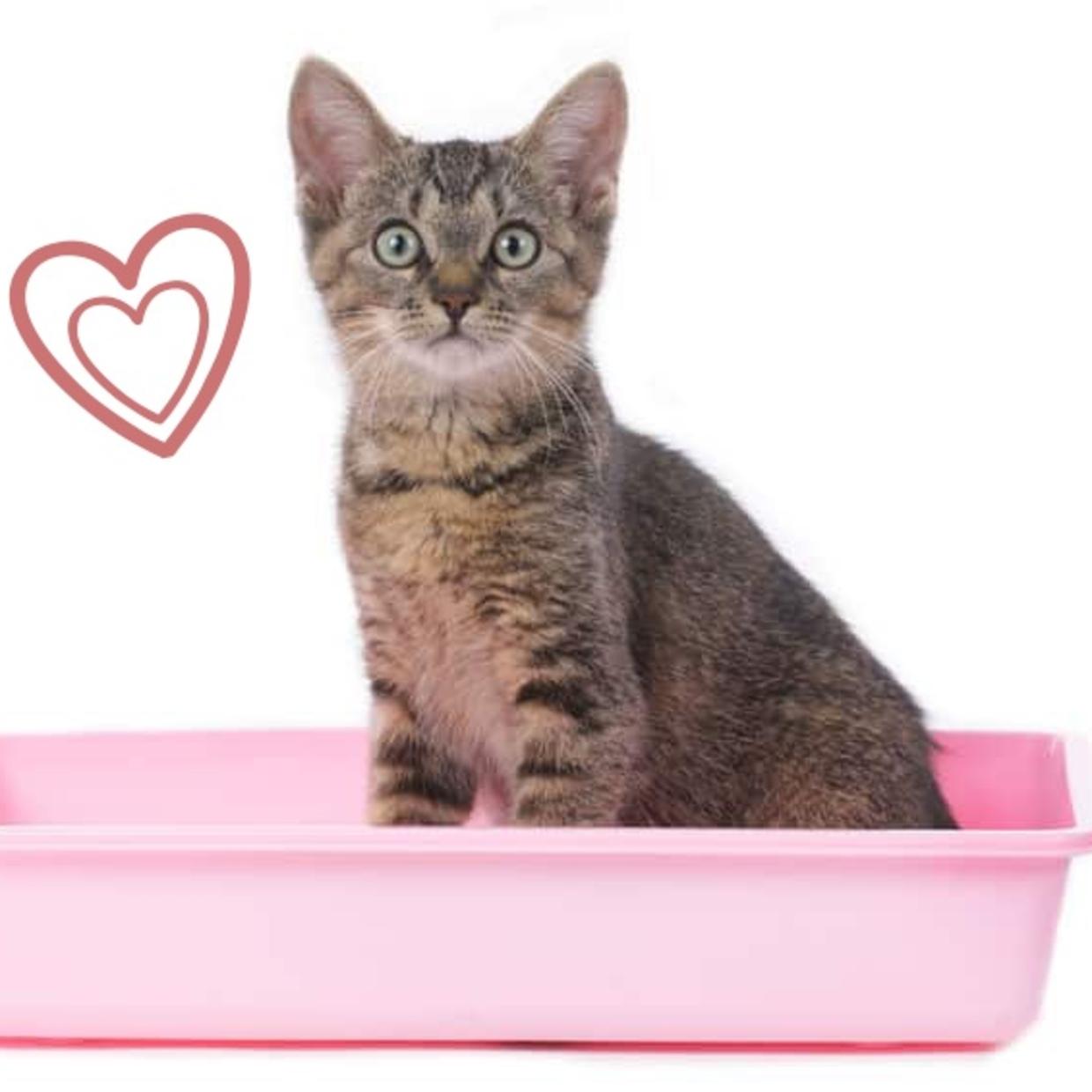 Love is a Crap Shoot