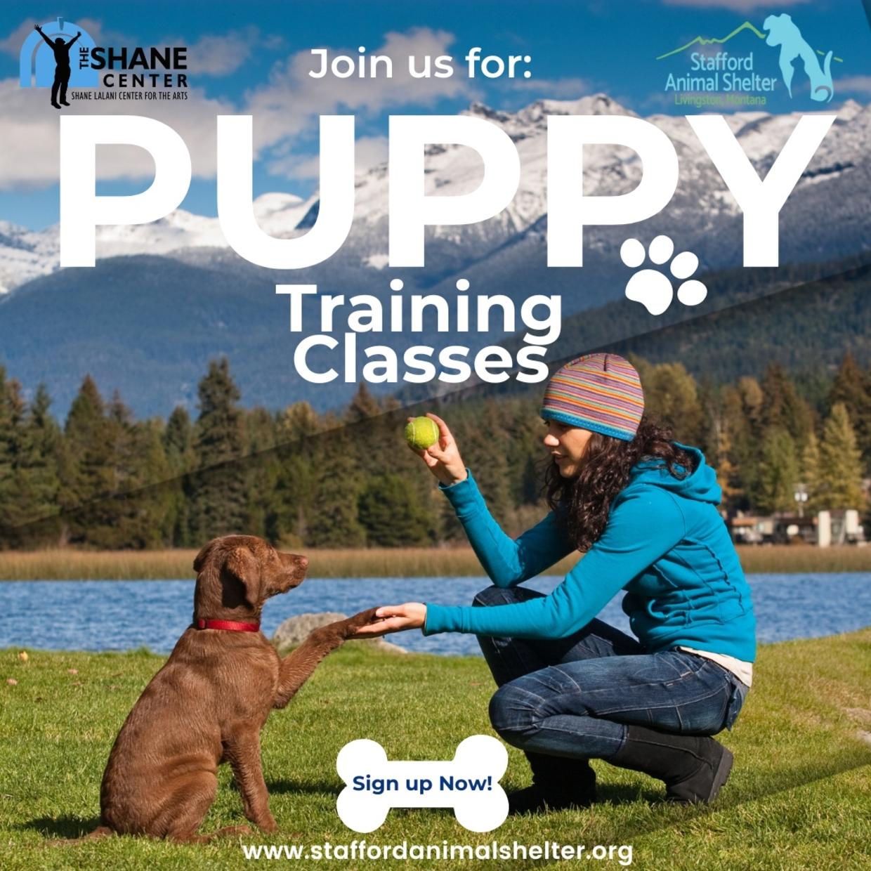 Dog Training Livingston Montana
